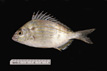 Lagodon rhomboides, pinfish, from SEAMAP collections